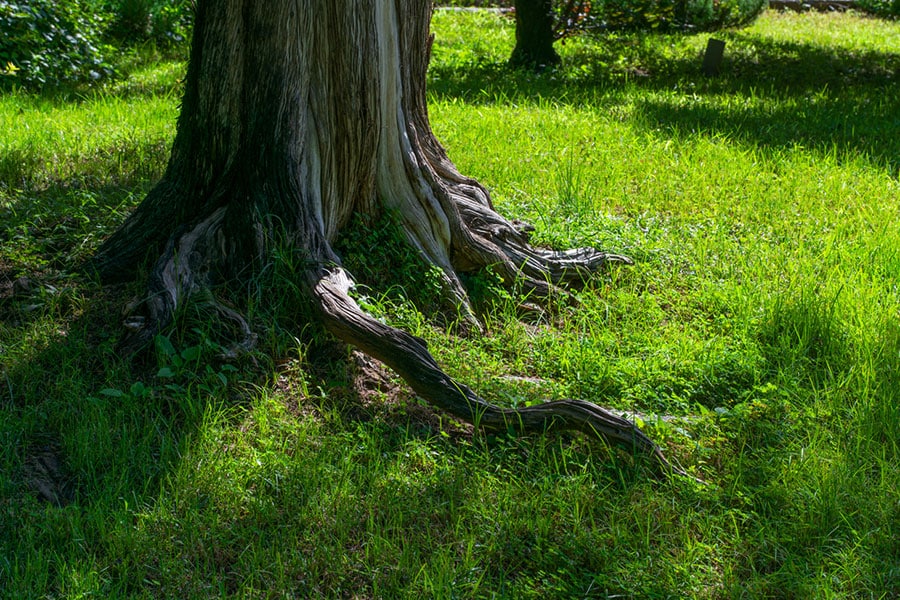 A close-up of a tree trunk shows large, twisted roots spreading across green grass, with sunlight casting shadows—highlighting how tree roots can impact nearby concrete foundations.
