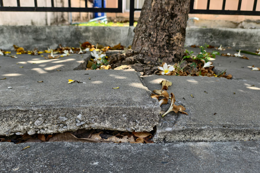 A tree trunk grows closely beside a cracked, raised stamped concrete sidewalk slab, with fallen yellow and white flowers and leaves scattered on the surface. A metal fence is in the background.